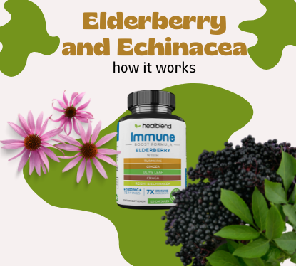 Elderberry and Echinacea - pharmacological properties, for which symptoms it helps, how it works