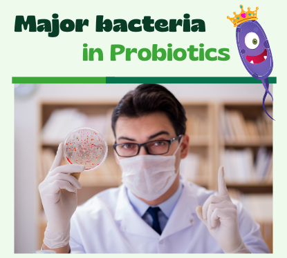 Major bacteria in Probiotics