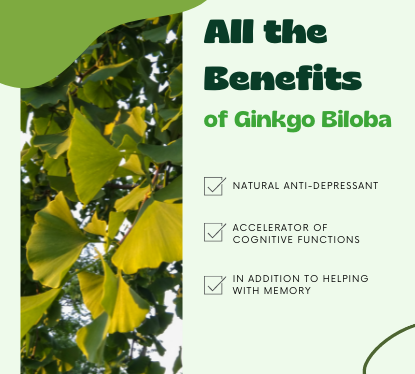 All the Benefits of Ginkgo Biloba