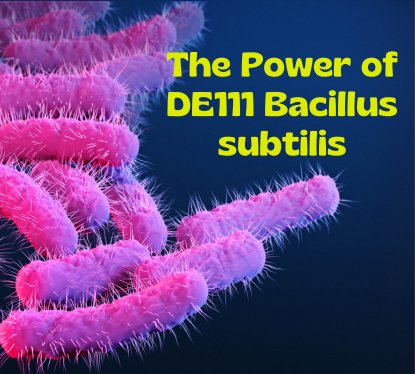 The Power of DE111 Bacillus subtilis - Healblend