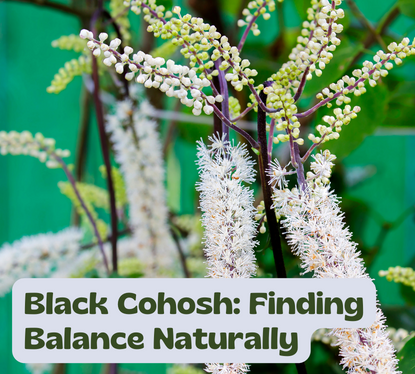 The Role of Black Cohosh, Red Clover, and Dong Quai in Menopause Relief