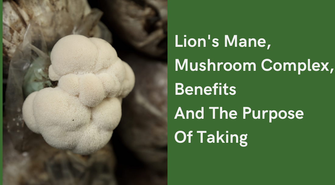 Lion's Mane, Mushroom Complex, Its Benefits And The Purpose Of Taking