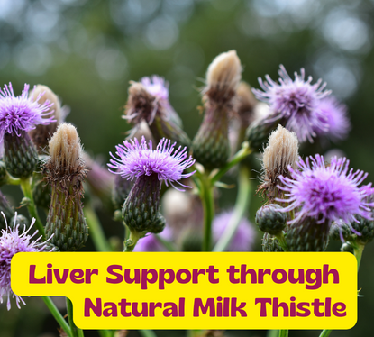 The Power of Nature: Leveraging Liver Support through Natural Milk Thistle and Zinc Supplement