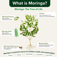Moringa Oleifera Leaf Powder Capsules - Healblend